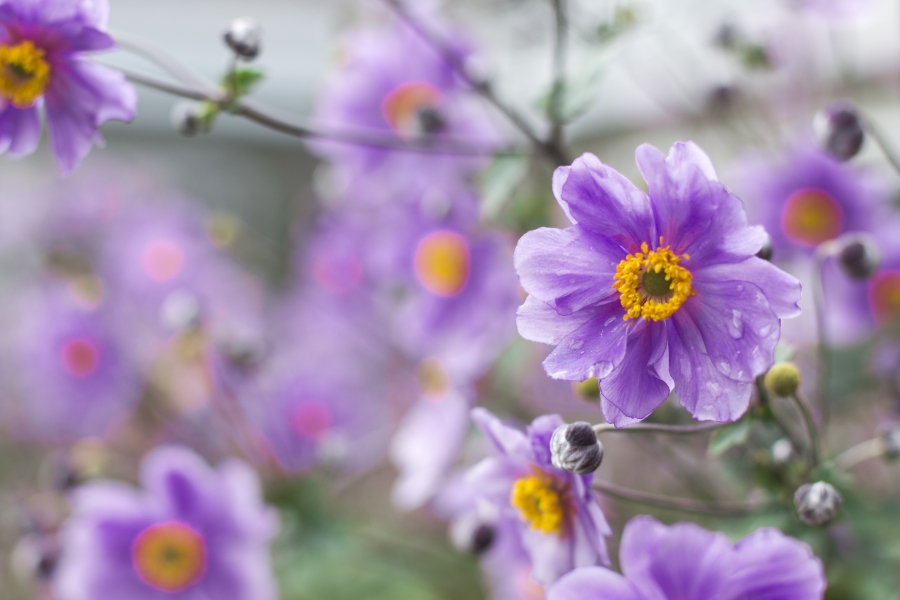 Beautiful purple flowers bloom on Origami's campus. 