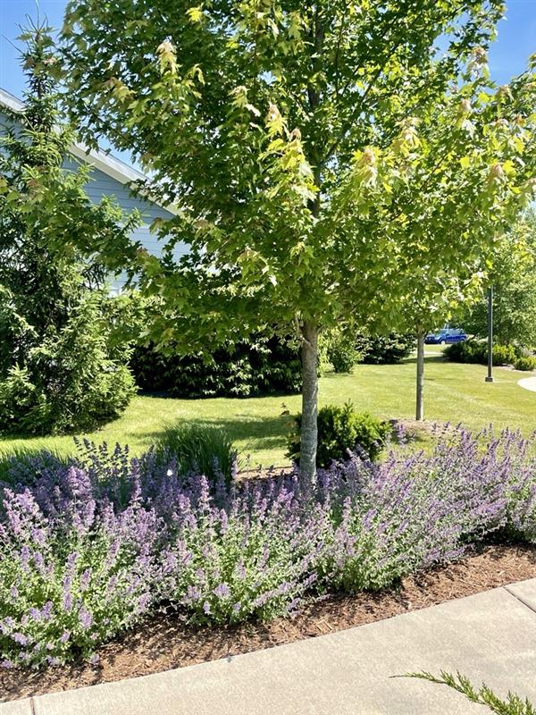 Purple flowers bloom on our serene campus in the spring