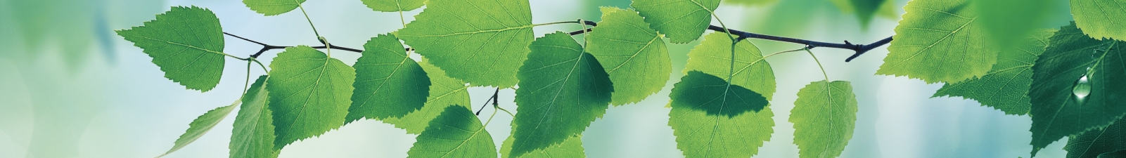 Green leaves on a tree